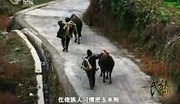 【視頻】仡佬族紀(jì)實